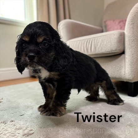 puppy, for, sale, Cocker Spaniel, Joe & Cherri  Overlease, dog, breeder, Miller, MO, dog-breeder, puppy-for-sale, forsale, nearby, find, puppyfind, locator, puppylocator, aca